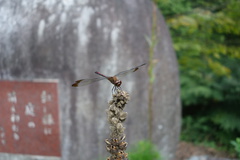 DSC06441.JPG