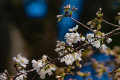 DSC05867-e.jpg
