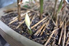 DSC02146.ARW.jpg