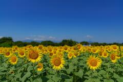 DSC03979-e.jpg