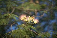 DSC06010.ARW.jpg