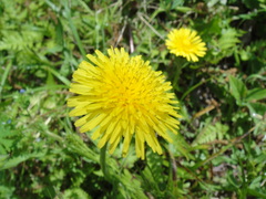 DSC06601.JPG