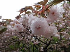 DSC04228.JPG