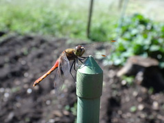 DSC01723.JPG